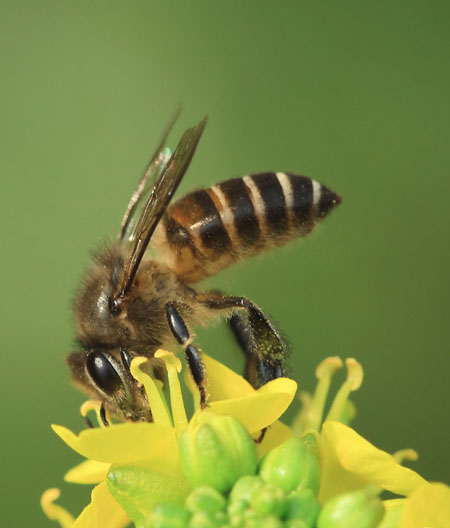 梦见蜜蜂及梦见蜜蜂采花预示着什么？