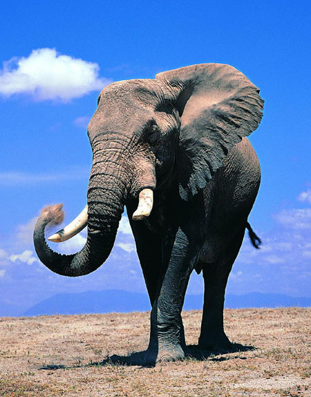 梦见大象，梦见骑大象预示着什么？